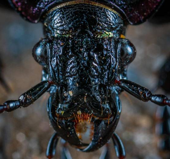 Close-up of a black beetle