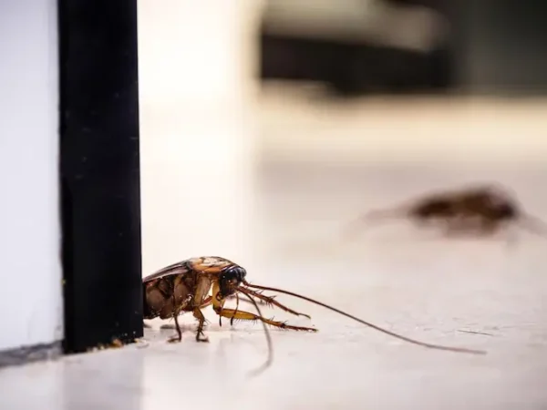 Cockroach Extermination in Glen Rose, TX: What You Need to Know?