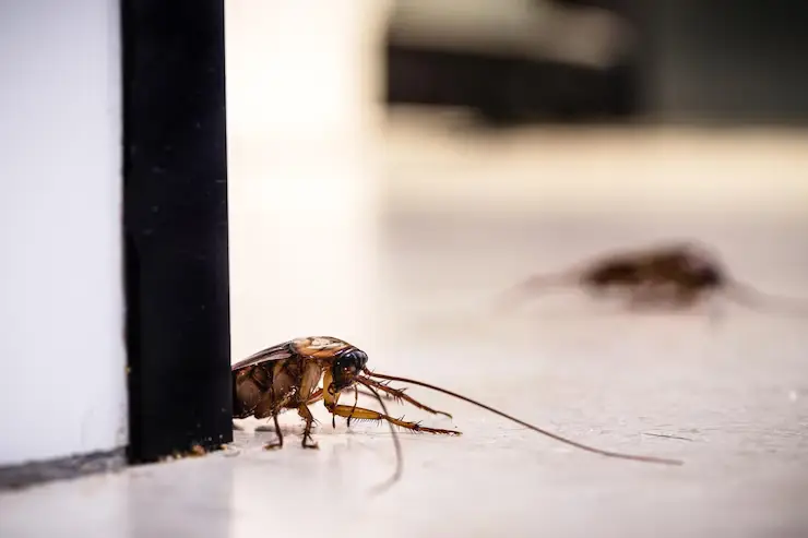 Cockroach Extermination in Glen Rose, TX: What You Need to Know?