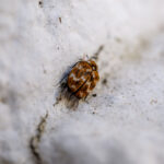 Understanding the Process of Bed Bug Extermination in Glen Rose, TX