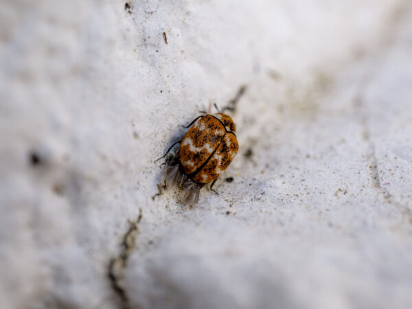 Understanding the Process of Bed Bug Extermination in Glen Rose, TX