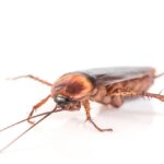 Cockroach