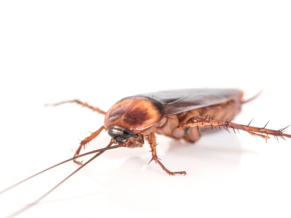 Cockroach