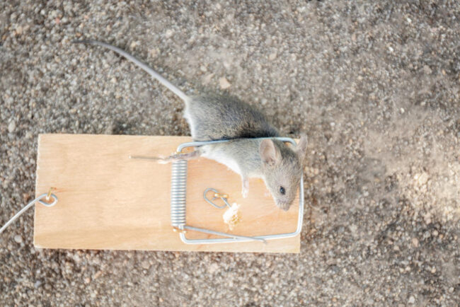 A Detailed Manual on Rodent Extermination in Hico, TX