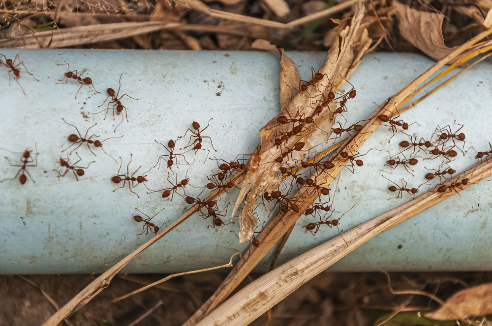 Best Fire Ant Treatments to Stop Them Take Control of Your Yard