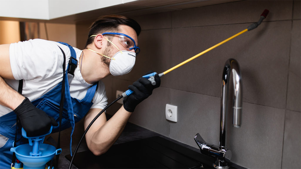 Why Hiring a Local Rodent Exterminator near Stephenville, TX is Your Best Bet than DIY Solutions?