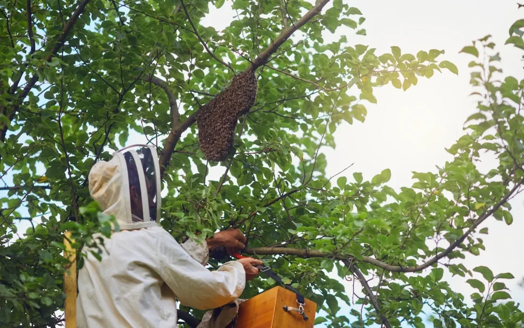 Reliable Bee & Wasp Removal in Granbury, TX with Complete Pest Solutions